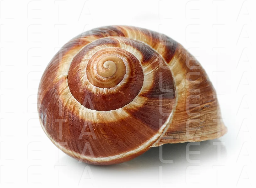 escargot snail on white background