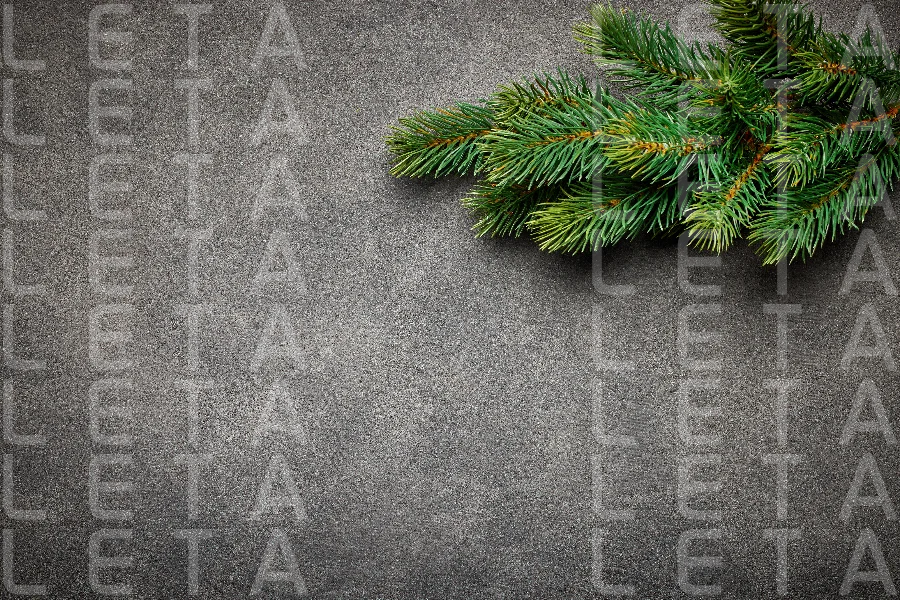 fir tree branch