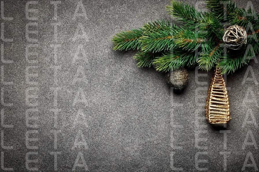 fir tree branch