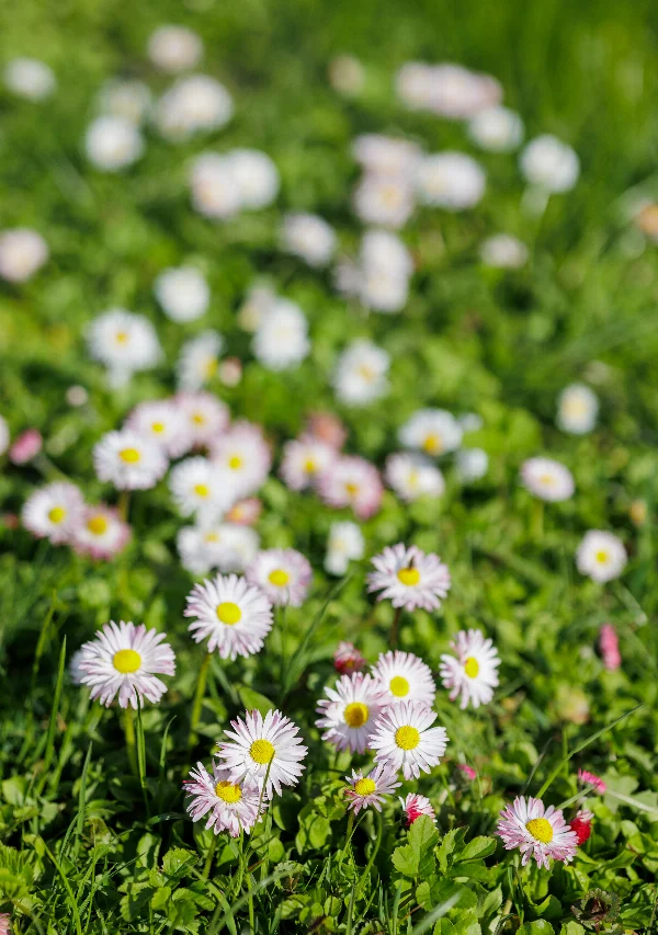 beautiful blooming daisies