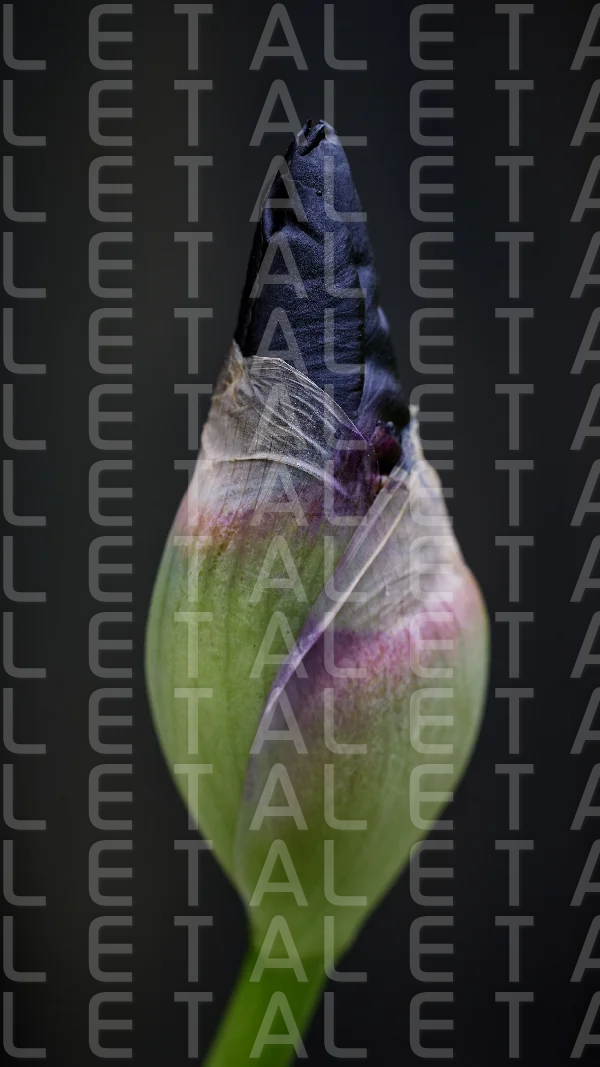 fresh iris flower bud
