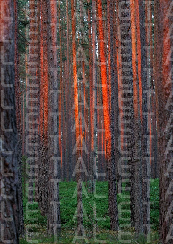 pine forest at sunset