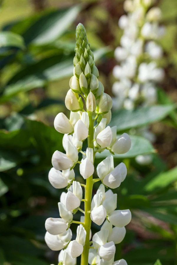 blooming lupine flower