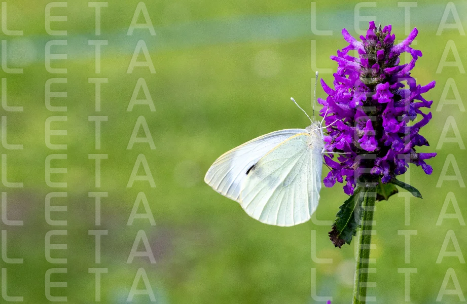 beautiful butterfly on blooming flower