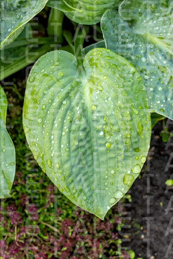 wet green leaf