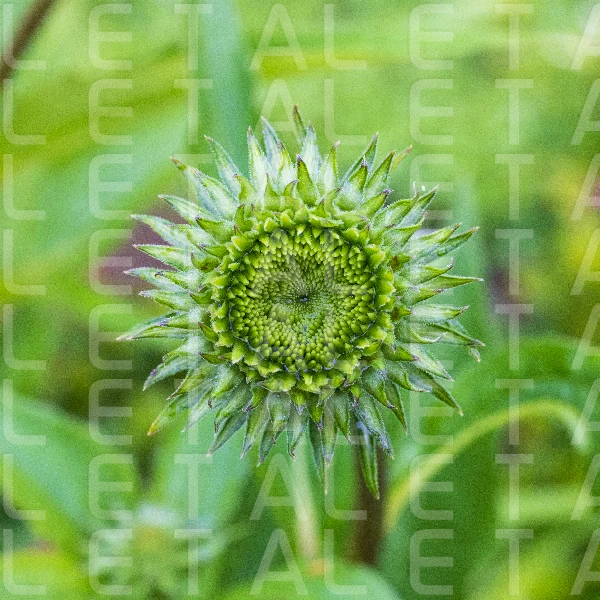 green echinacea flower bud