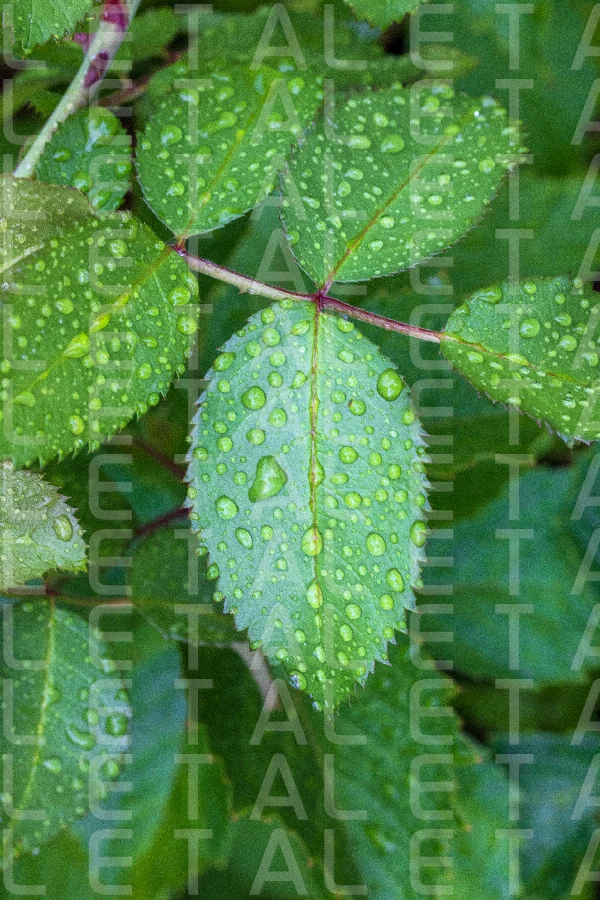 wet rose leaf