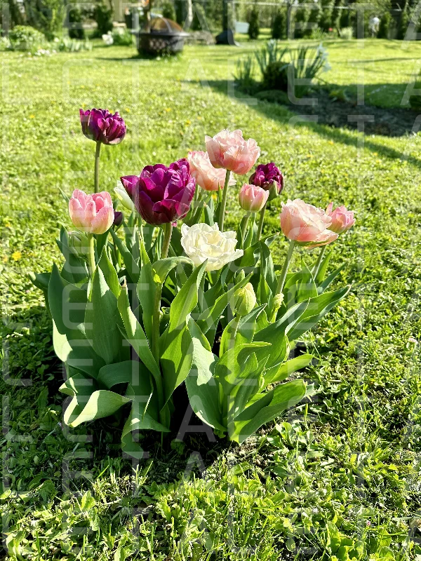 beautiful colorful tulips