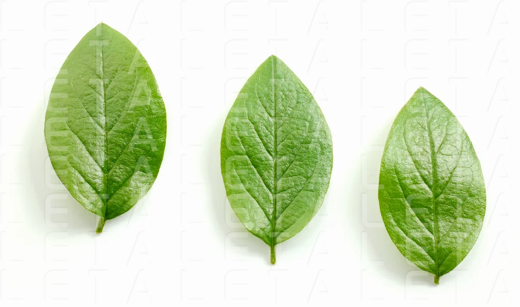 fresh green leaves