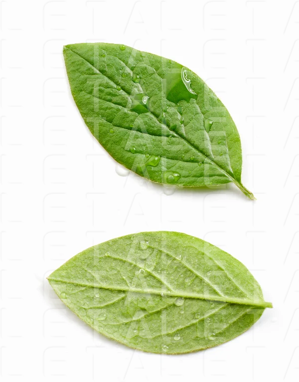 two fresh green leaves