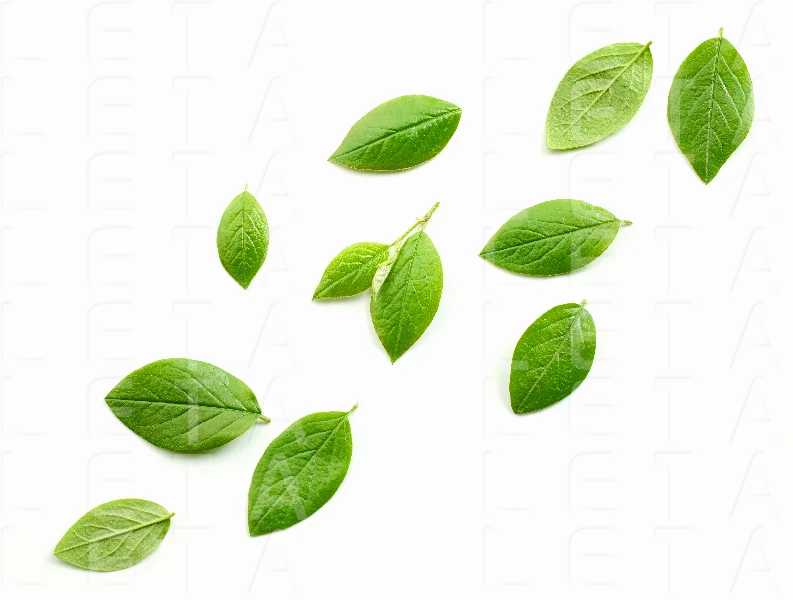 fresh green leaves
