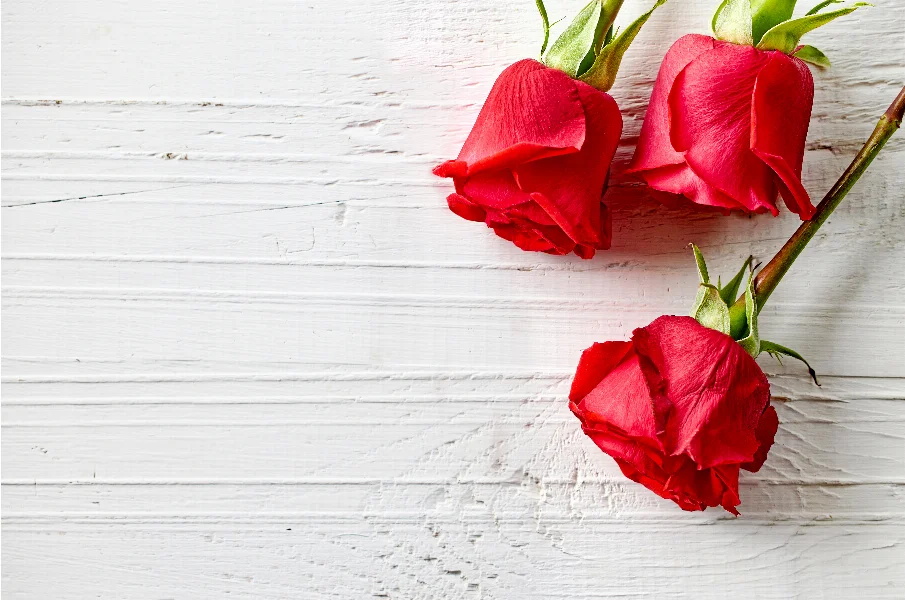 three red roses