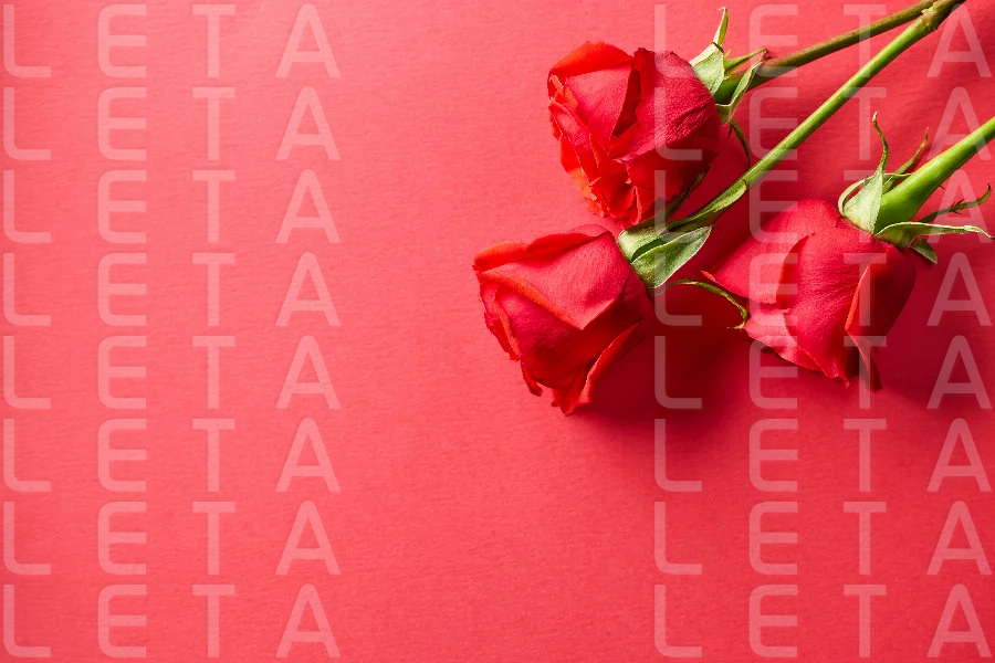 three red roses