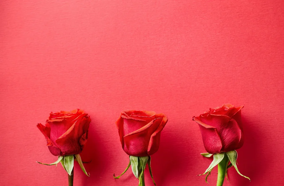 three red roses
