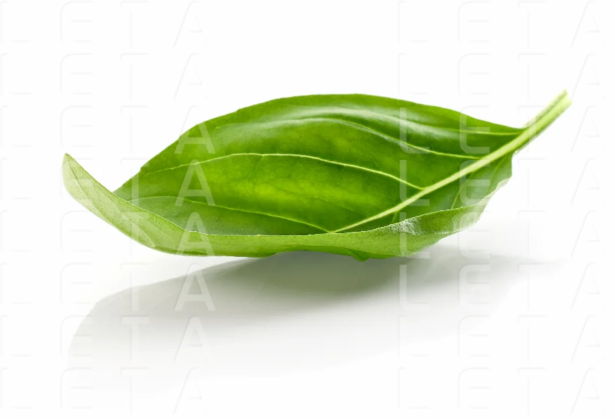 fresh green basil leaf