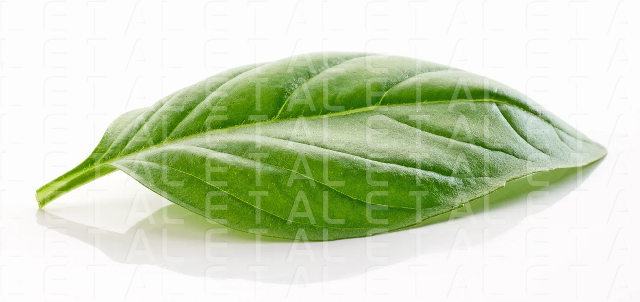 fresh green basil leaf
