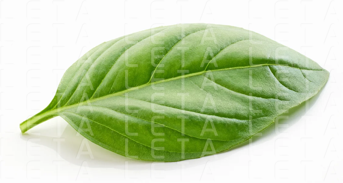 fresh green basil leaf