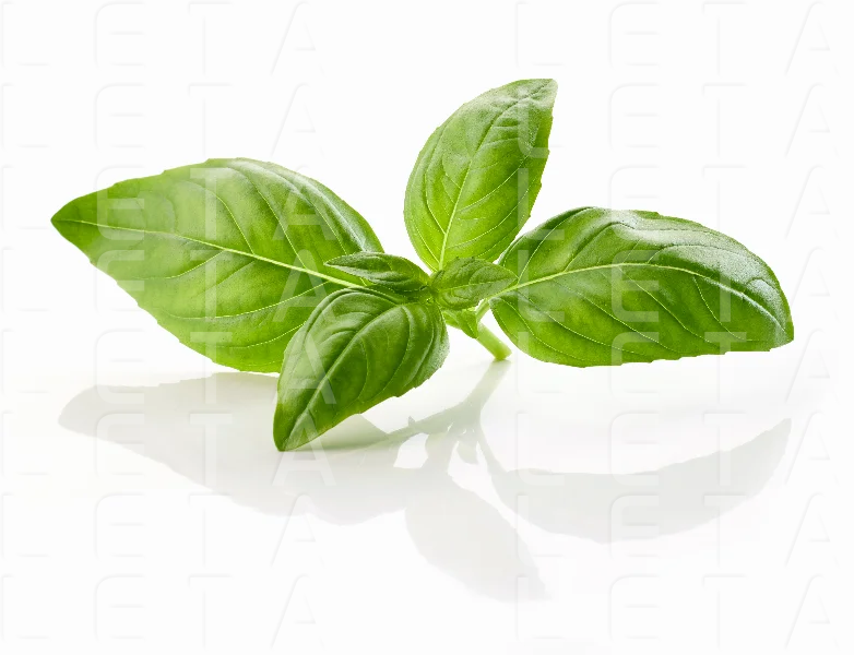 fresh green basil leaf