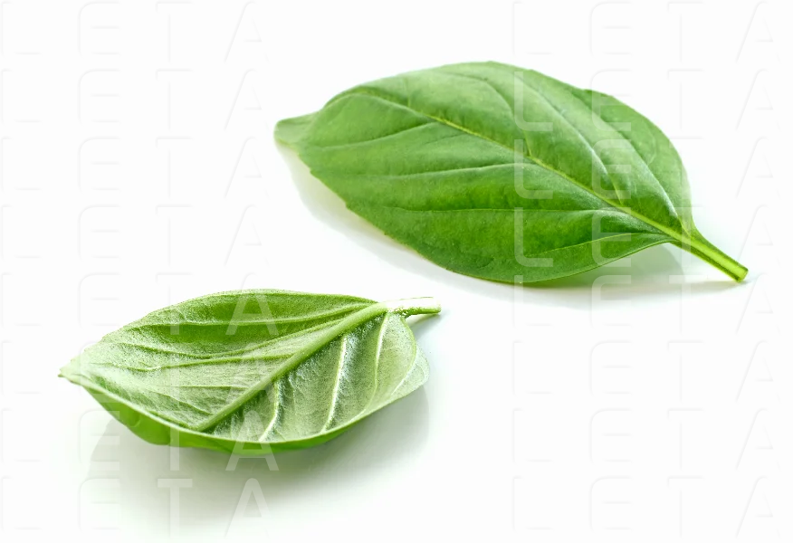 fresh green basil leaf