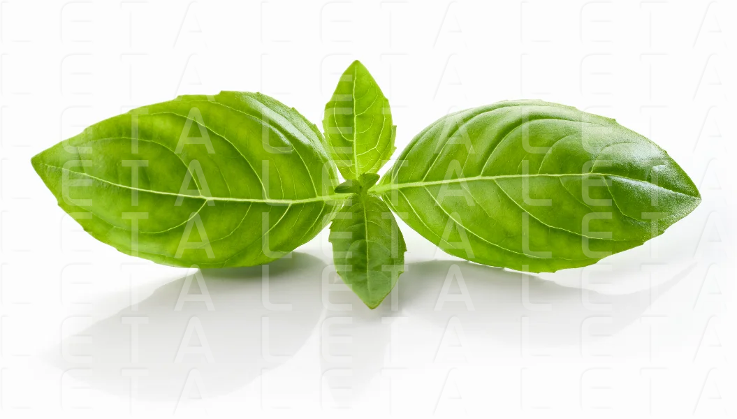 fresh green basil leaf