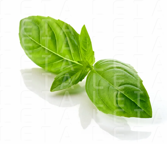 fresh green basil leaf