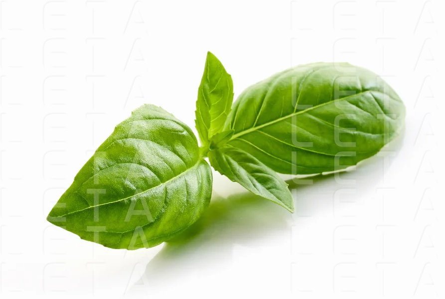fresh green basil leaf