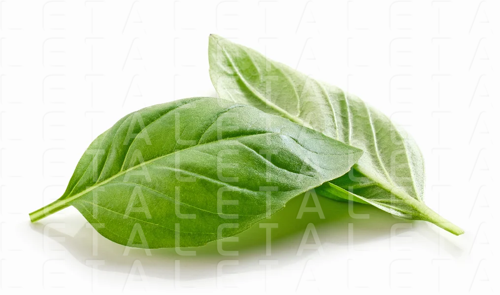 fresh green basil leaf