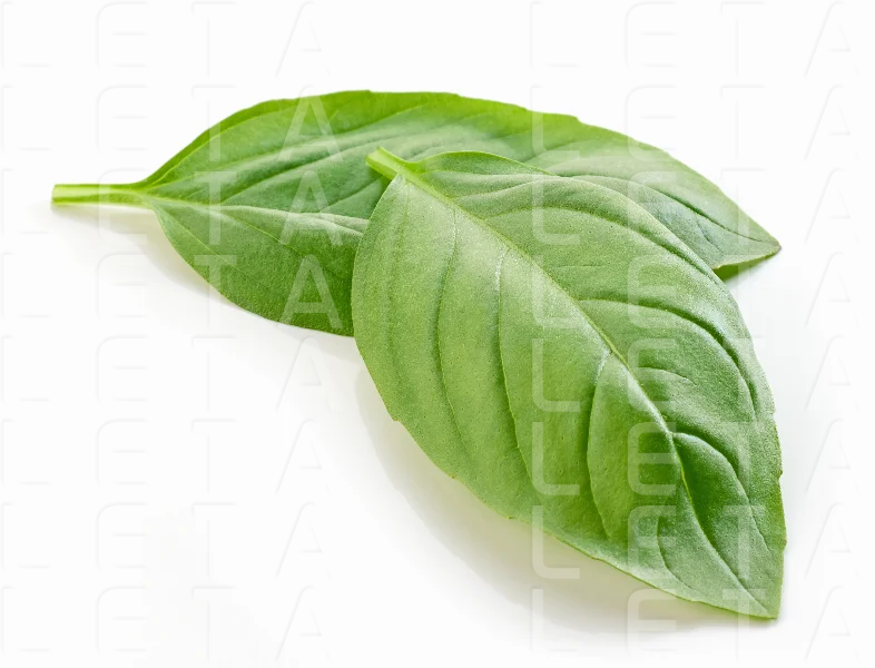 fresh green basil leaf