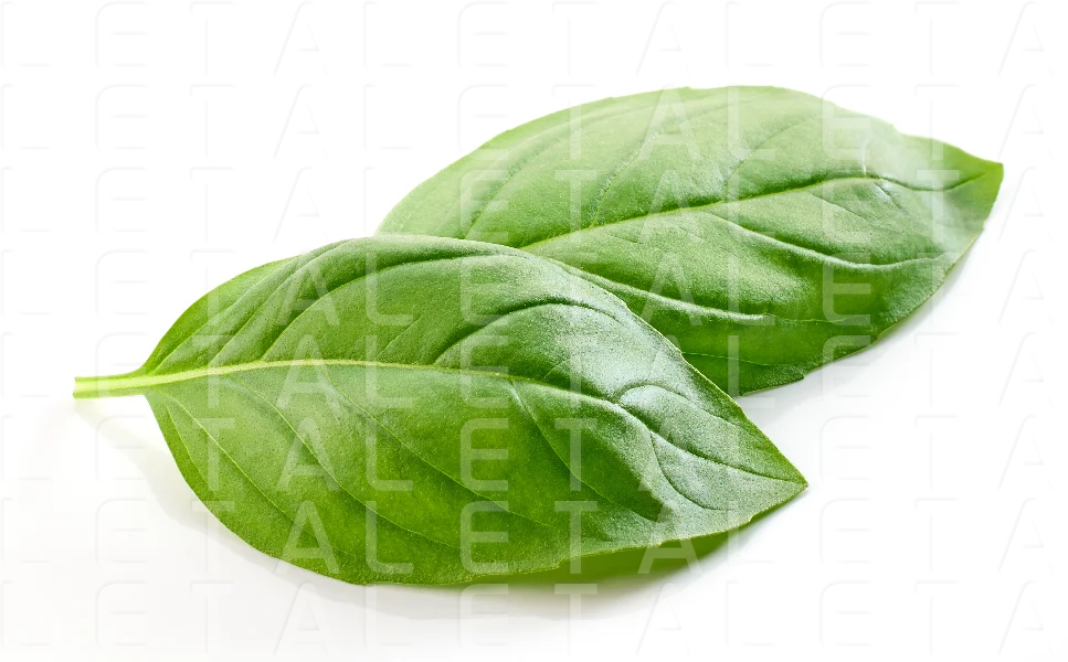 fresh green basil leaf