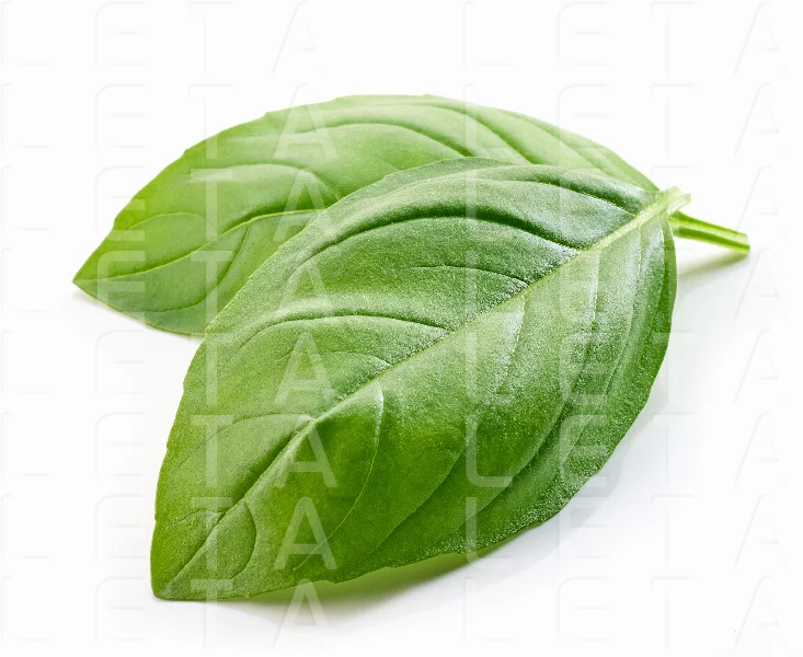fresh green basil leaf