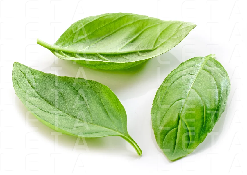 fresh green basil leaf