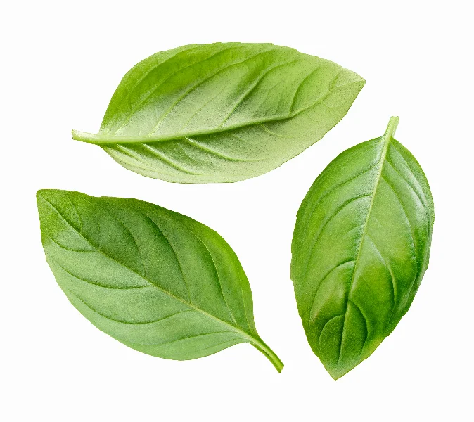fresh green basil leaf