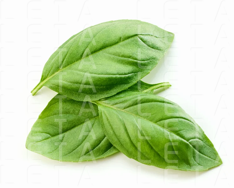 fresh green basil leaf