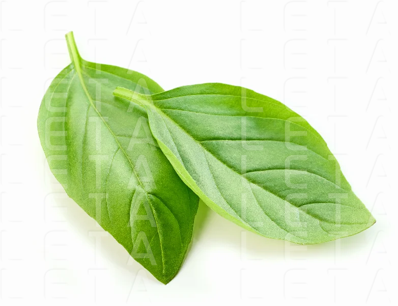 fresh green basil leaf