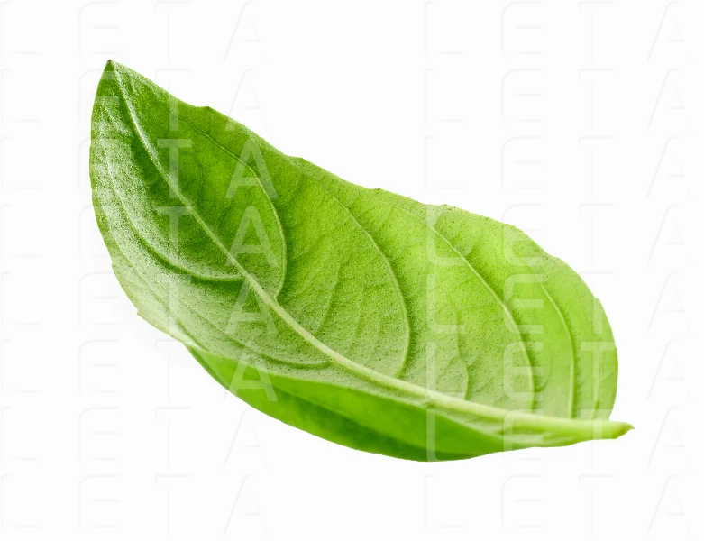 fresh green basil leaf