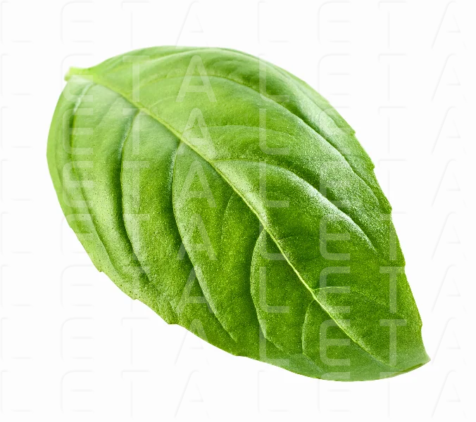 fresh green basil leaf