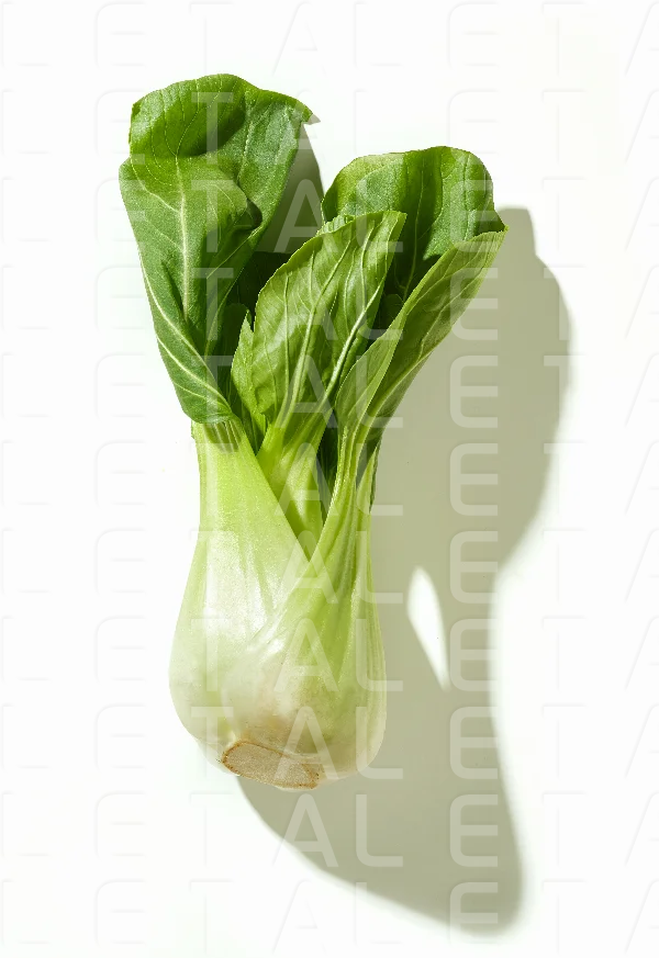 fresh raw green lettuce