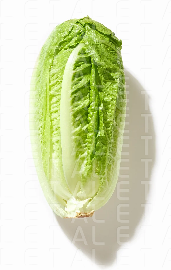 fresh green lettuce