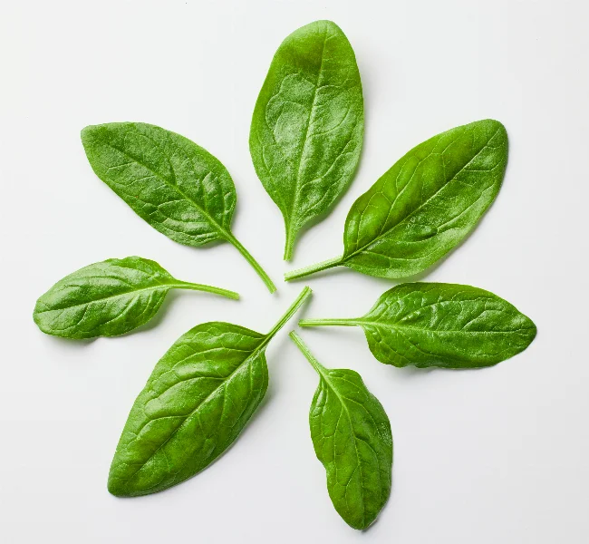 spinach leaves on white background