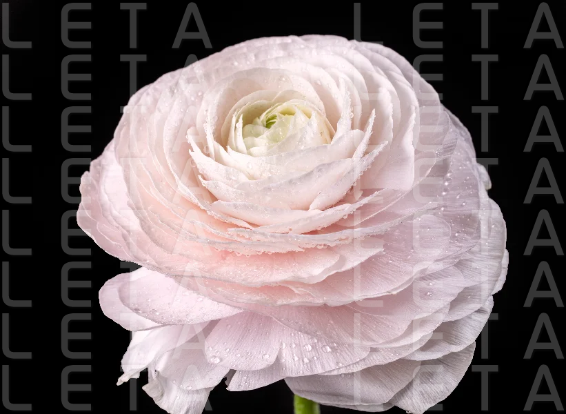 beautiful pink flower