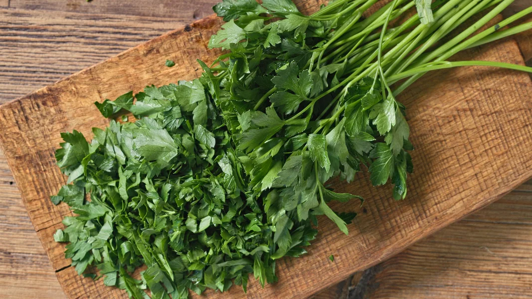 fresh green parsley leaves